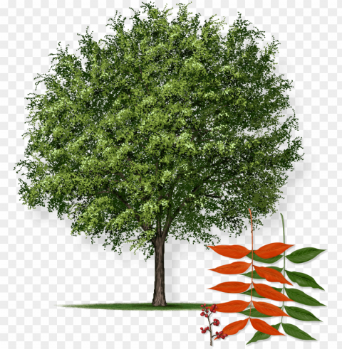 this tree starts out as an unattractive and misshapen - chinese pistache tree Isolated Graphic in Transparent PNG Format