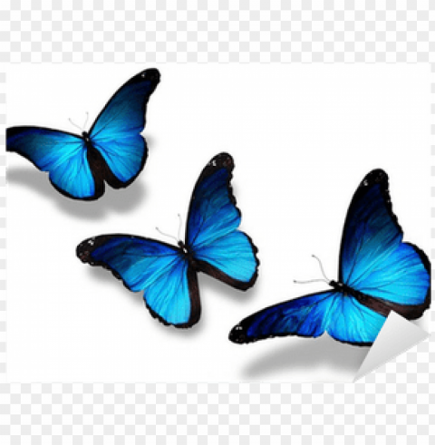 three blue butterflies flying isolated on white sticker - 3 butterflies flying together PNG clipart with transparent background