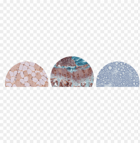 three tissues circles PNG high resolution free
