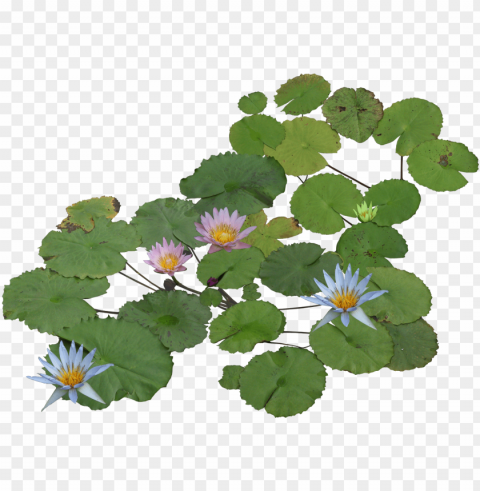 thư viện cây photoshop plant texture flower texture - water plant pla PNG transparency
