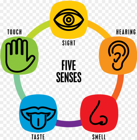 thumb image - 5 senses PNG Isolated Subject with Transparency PNG transparent with Clear Background ID 165f8b64