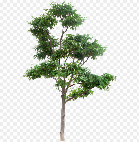 thumb image - multi stem tree Transparent picture PNG