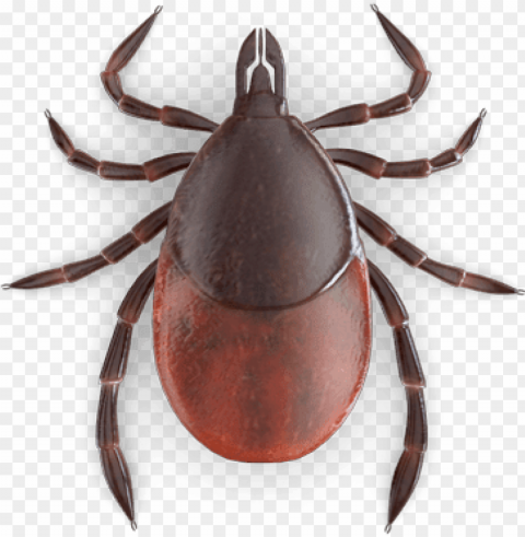 tick insect - tick bu Isolated Object in Transparent PNG Format