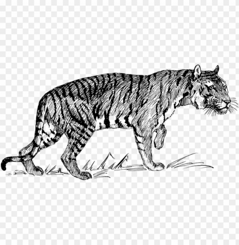 tiger animal biology feline mammal zoology - line drawings of tigers Isolated Design Element in Clear Transparent PNG