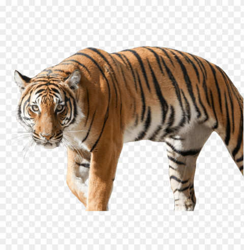 tiger picture - siberian tiger PNG Isolated Object with Clarity