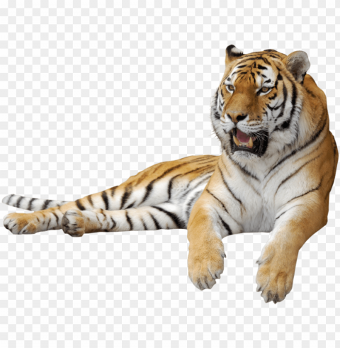 tiger clipart picture - tiger gif PNG transparent images for printing