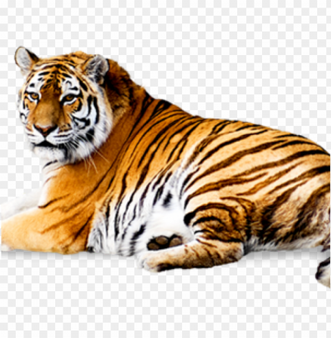 tiger images - my cute board book of wild animals - english Transparent PNG Illustration with Isolation