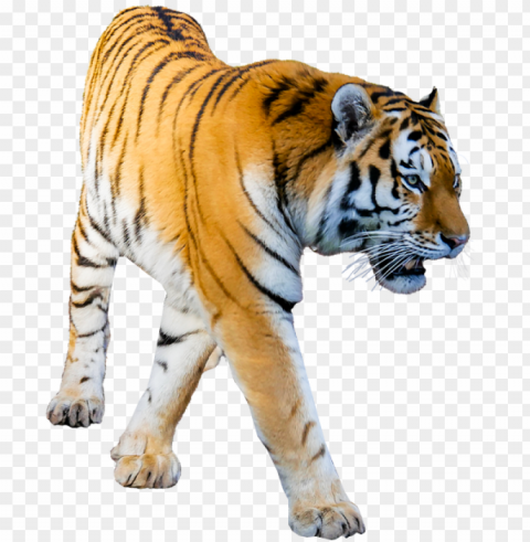 tiger prowling no background image tiger image - background tiger Isolated Item on HighResolution Transparent PNG