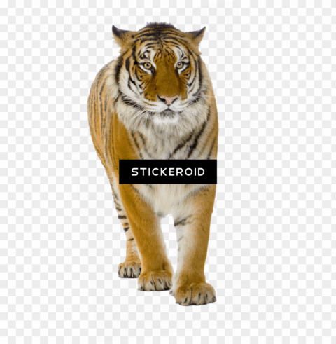 tiger tigers - tiger front view Transparent art PNG