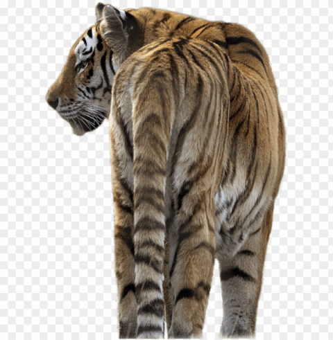 tiger transparent - tiger Isolated Graphic on Clear Background PNG