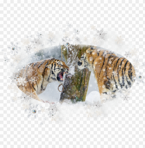 tigers - tiger Transparent picture PNG PNG transparent with Clear Background ID b42e240f