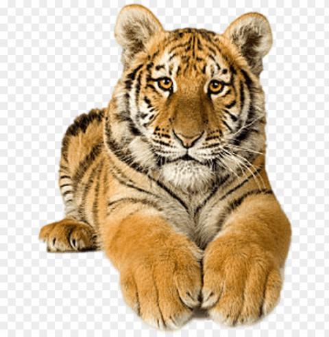 Tigres En Movimiento Gif - Picsart Tiger HighResolution Transparent PNG Isolated Graphic