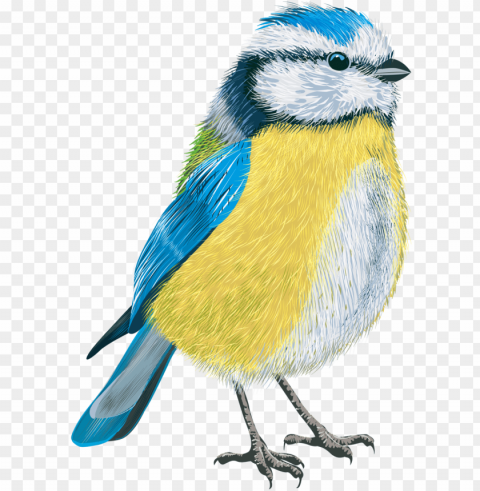 tit vector PNG without background