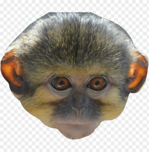 Titi PNG Transparent Pictures For Editing