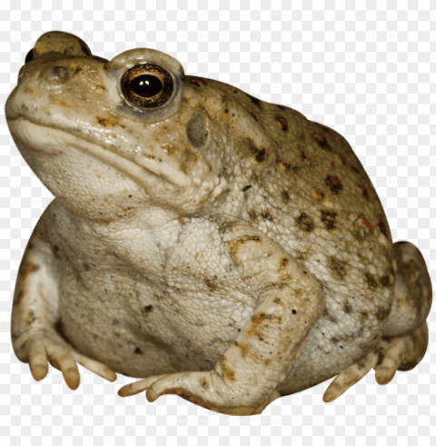 toad transparent dry graphic black and white stock - toad animal Clear PNG graphics PNG transparent with Clear Background ID 216c41bb