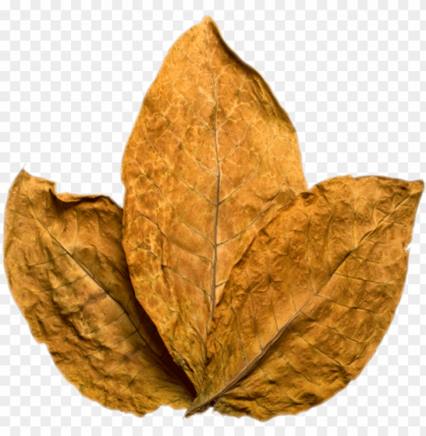 tobacco PNG for business use PNG transparent with Clear Background ID 0c18ec0a