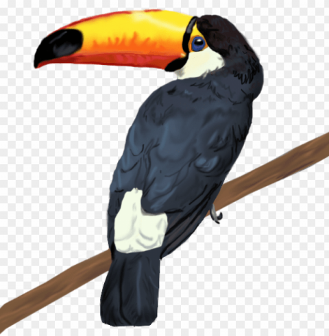 -toco toucan - - touca Isolated Object in Transparent PNG Format