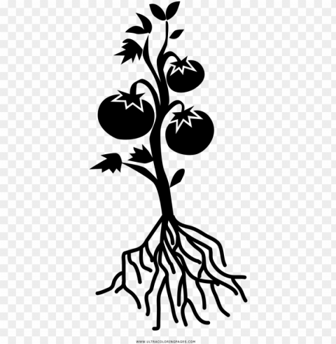 Tomato Plant Coloring Page - Black And White Tomato Plant Free PNG Images With Transparent Layers