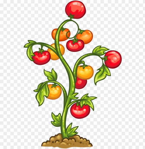 tomato plant - planta de tomate Transparent PNG pictures complete compilation PNG transparent with Clear Background ID 1b0327ee