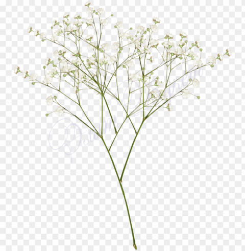 Top Images For Baby Breath Flowers White On Picsunday - Baby Breath Isolated Object With Transparency In PNG