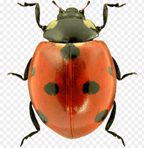 top ladybug - lady bug background PNG transparent designs