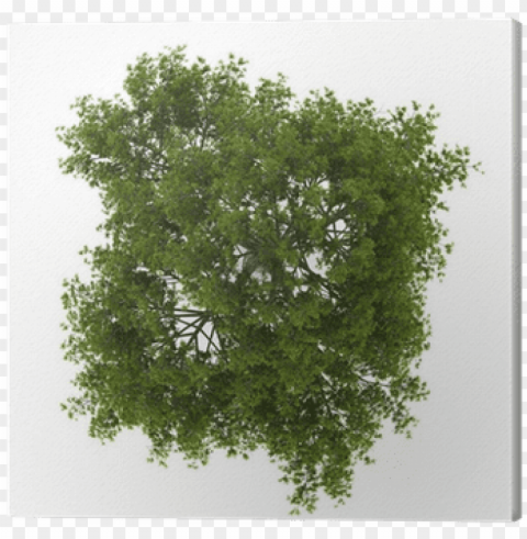 top view of crack willow tree isolated on white background - tree plan texture Transparent pics
