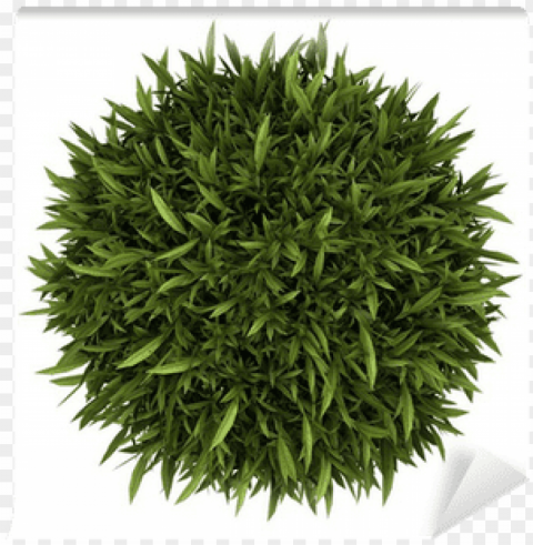 top view of orange tree in pot on white - plant top view HighQuality Transparent PNG Isolated Object