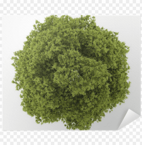 top view of white ash tree isolated on white background - top view tree PNG transparent photos for presentations