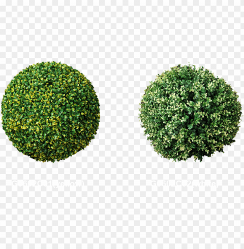 topiary trees balls factory - ball hedge Clean Background Isolated PNG Illustration