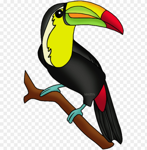 toucan - amazon rainforest animals clipart PNG Image Isolated with Transparency