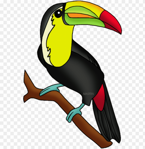 Toucan - Amazon Rainforest Animals Clipart PNG Image Isolated With Transparency