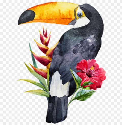 toucan watercolor Transparent PNG images set