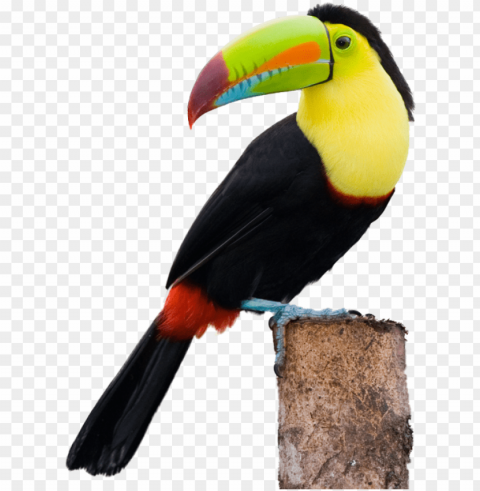 toucans clip free stock - toucan Isolated Artwork on Transparent PNG