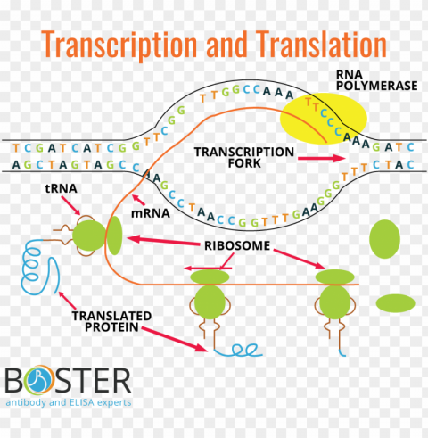 transcription and translation process diagram PNG images with alpha background