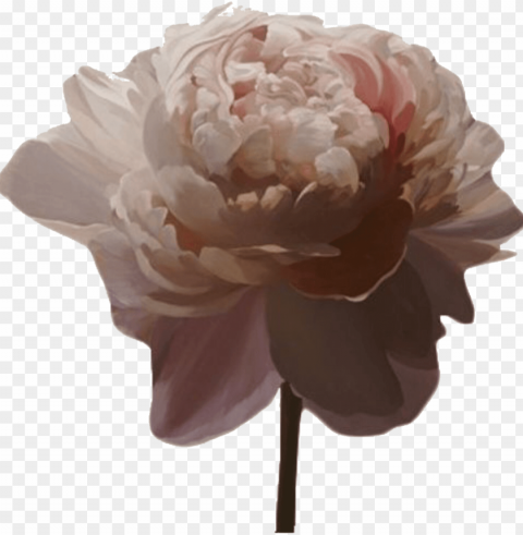 transparent aesthetic source - aesthetic pink flower High-quality PNG images with transparency