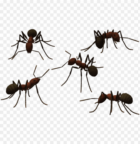 transparent ant clear library download - ants transparent background PNG with no bg