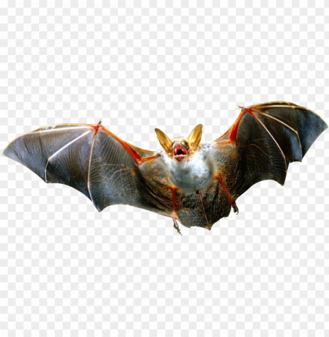  bats PNG Graphic Isolated on Transparent Background