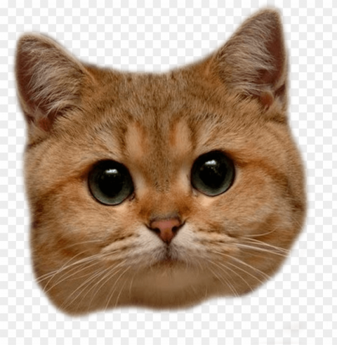 Transparent Cat Head Clean Background Isolated PNG Graphic Detail