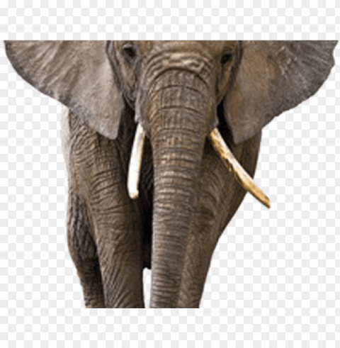  elephant PNG Graphic Isolated on Transparent Background PNG transparent with Clear Background ID adb2fb54