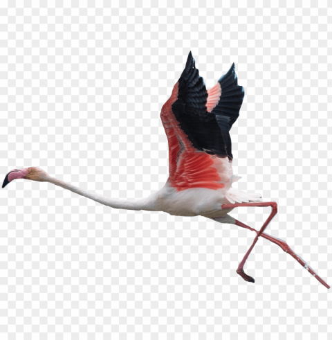  flamingos flying Isolated Object with Transparent Background PNG