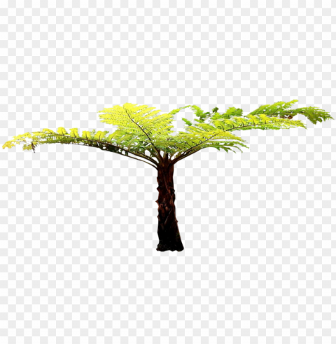  fern tree - tree fern cut out HighQuality Transparent PNG Isolated Graphic Design
