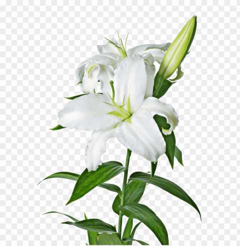  flower lily Transparent background PNG gallery