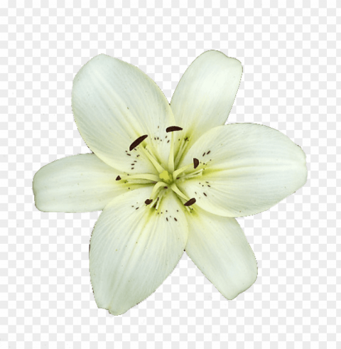 flower lily Transparent background PNG images complete pack