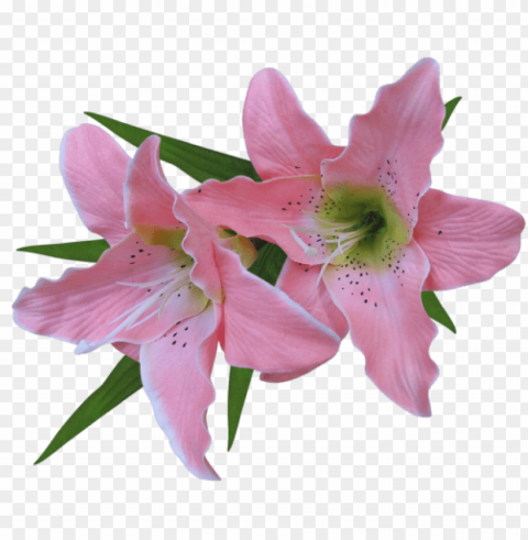  flower lily Transparent background PNG images comprehensive collection