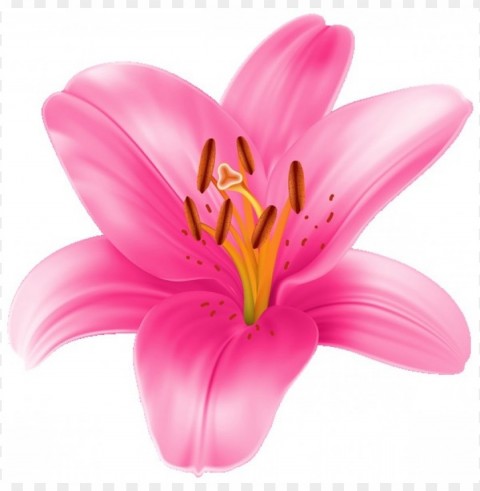  flower lily Transparent Background PNG Isolation