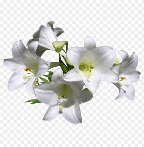  flower lily Transparent background PNG photos