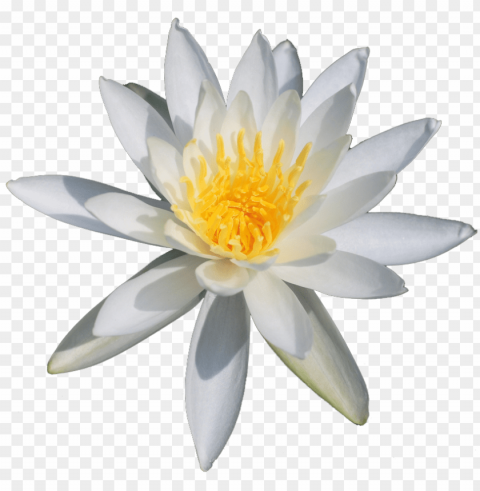  flower lily Transparent Cutout PNG Isolated Element