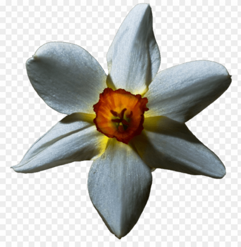  flower lily PNG images with transparent canvas comprehensive compilation