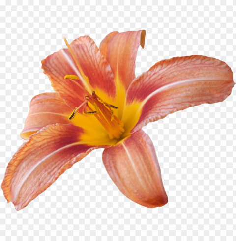  flower lily PNG images with transparent elements pack