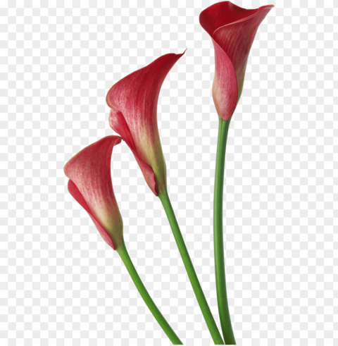 transparent flower lily PNG images without licensing